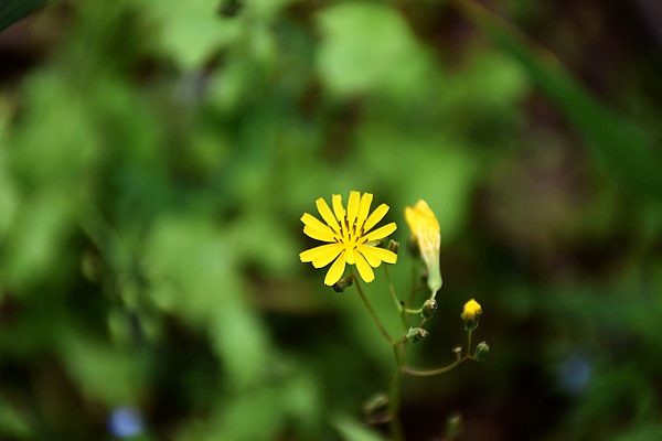 IIGF觀點|范欣宇、龐心睿：溫室氣體減排交易中心發(fā)展經(jīng)驗——區(qū)域及創(chuàng)新篇 